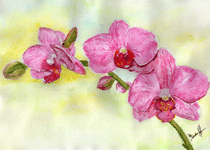Orchidee